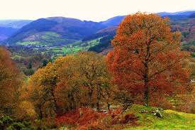 The road with white lines through green fields of the north wales countryside in springtime. North Wales Autumn Scene North Wales Autumn Scenes Countryside Landscape