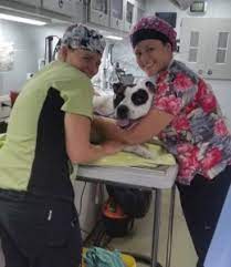 Maybe you would like to learn more about one of these? Pet Owners Veterinary Medicine At Illinois