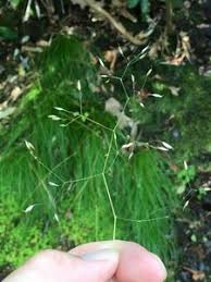 Image result for Avenella