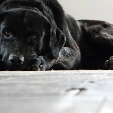 You may have a cat throwing up foam due to hairballs. My Dog Is Vomiting White Foam Symptoms Causes Treatment