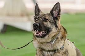 This ranges from 24 to 100 euros ($25 to $1,070) per year depending on the breed of dog and the location. German Shepherd Dogs In The Military A Brief Historical Overview Mwdtsa