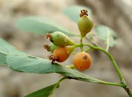 Image result for Cordia sinensis