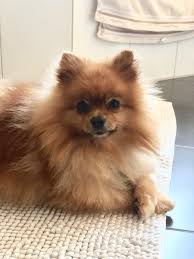Comical And Sweet The Pomeranian