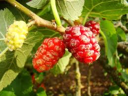 They thrive in full sun, with at least 15 feet of space between individual trees. Tree Online Nursery Black Mulberry Tree Morus Nigra Hardy Fruit Tree Plant 9 The Fruits Have Sweet Rich Taste Edible Amazon In Garden Outdoors