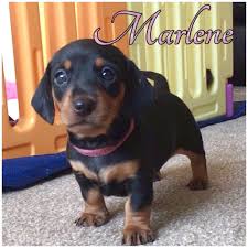 362 results for dachshund puppies for sale. Miniature Dachshund Puppies For Sale Kent