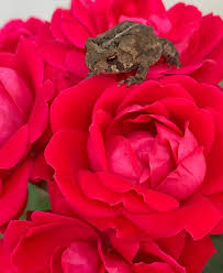 Check spelling or type a new query. A Garden For Frogs Toads Bees And Butterflies Finegardening