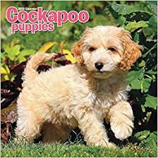 This exact price will change depending on the breeder, and even the individual dog! Cockapoo Puppies M 2019 9781786667694 Amazon Com Books