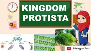 Proses di atas merupakan proses yang dilakukan dalam penyelidikan ilmiah ipa secara berurutan yaitu. Penyelidikan Ipa Pengamatan Membuat Inferensi Mengkomunikasikan Ipa Kelas 7 Youtube