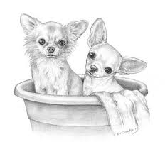 Pin By Guner Yildiz On Nakis Chihuahua Drawing Chihuahua Art Dog Drawing