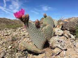 This is a show you do not want to miss!! Prickly Pear How To Grow And Care For Opuntia Cactus Garden Design