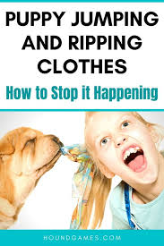 It's not hard, but the key is to do a few simple things early on. Is Your Puppy Jumping And Ripping Clothes Do This Houndgames