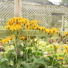 Image result for Ligularia sibirica
