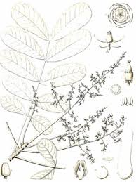 Image result for Entandrophragma