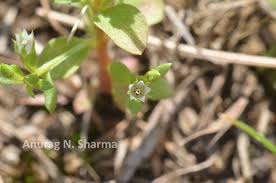 Image result for Anagallis pumila