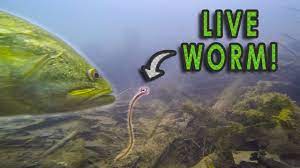 First, you want to take a bullet sinker and slide it on your line with a bead or brass clacker behind it. Do Bass Actually Eat Worms Gopro Live Worm Footage Youtube