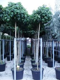 Die lateinische artbezeichnung des amerikanischen amberbaumes, liquidambar styraciflua, bedeutet übersetzt so viel wie flüssiger bernstein. Kugel Amberbaum Liquidambar Styraciflua Gumball 12 14 Cm Kaufen In Bester Qualitat Direkt Ab Baumschule