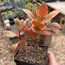 Image result for Kalanchoe dyeri