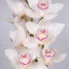 Cymbidium Orchid Snowbird Are Perfect For Wedding Flower Arrangements They Create A Natural And Delicate Look Also Great For De Flowers Orchids Orchid Flower