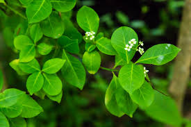 Image result for Euonymus fortunei