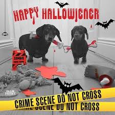 Happy Howl O Ween Heres A Tbt From Us Guys Hope You All Have A Fun Safe Night Howloween Hallowiener Halloween October Doxie Dog Walking Dogs Ollie