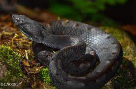 Serpiente Tamagá - Serpientes de Costa Rica