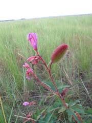 Image result for Clappertonia ficifolia