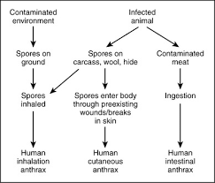 Image result for Anthrax