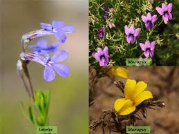 Image result for Monopsis decipiens