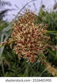 Image result for Cyperus latifolius