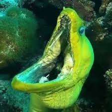 Green Moray Eel My What Big Teeth You Have Moray Eels Are Not Considered Aggressive But Will Defend Their Lair A Weird Animals Scary Sea Creatures Animals