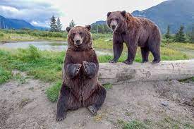 The alaska wildlife conservation center in portage has a huge variety of alaskan wild animals that have been rescued from dire situations. Disappointed Review Of Alaska Wildlife Conservation Center Girdwood Ak Tripadvisor