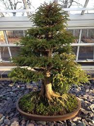 Maybe you would like to learn more about one of these? Cryptomeria Japonica As Bonsai Swindon District Bonsai