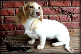 Black And Tan Dapple Longhair Dachshund Chocolate Based Ee Cream Piebald Longhair Dachshund Elegant Dachshunds Sausage Dog Dachshund Doxie