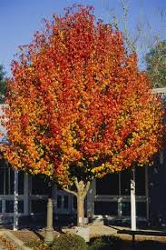 We did not find results for: 25 Ornamental Trees Ideas Ornamental Trees Flowering Trees Shrubs