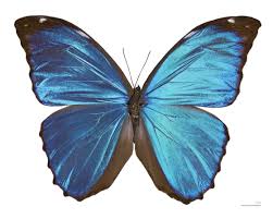 Butterflies are less efficient than bees at moving pollen between plants. Morpho Menelaus Wikipedia