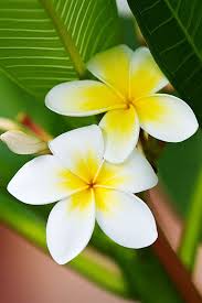 Pin On Plumeria