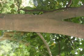 Image result for Chaetocarpus