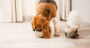 (4 days ago) feeding calculator; Fiber In Pet Foods Petcoach