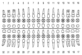 Vector Where To Find Human Teeth Icon Set With All Sides