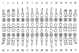 vector where to find human teeth icon set with all sides