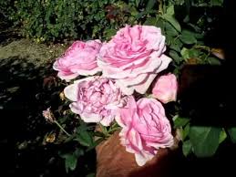 Mrs marjorie bloomer is a keen gardener and fond of growing roses and other flowers. Rose Bishops Castle Mov Youtube