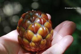 Image result for Raphia ruwenzorica