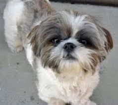 We did not find results for: Adopt Puppy Mill Raid Allegan On Petfinder Shih Tzu Dog Shih Tzus Shih Tzu