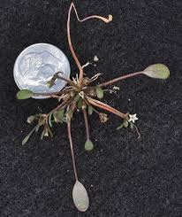 Image result for Limosella