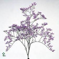 Limonium Flowers Real Flowers Purple Flowers