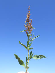 Image result for Rumex