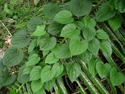 Image result for Dioscorea cayenensis