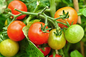 Gurken, tomaten, zucchini, kürbis und chili oder paprika kommen ganz klassisch nach den kalendarischen eisheiligen, also nach dem 15. Tomaten Pflanzen Pflegen Schneiden Schoner Wohnen