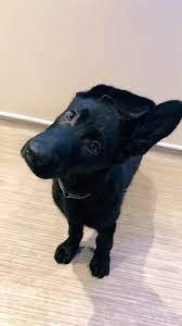 handsome pets video cute funny amazing pet videos cutefunnypuppyvideos komik hayvanlar evcil hayvanlar kedi