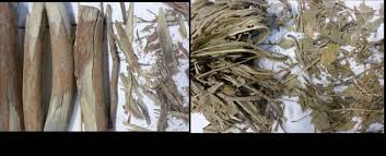 Image result for Pavetta crassipes